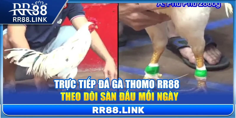 Trực Tiếp Đá Gà Thomo RR88 – Theo Dõi Sàn Đấu Mỗi Ngày 9 Trực Tiếp Đá Gà Thomo RR88 – Theo Dõi Sàn Đấu Mỗi Ngày