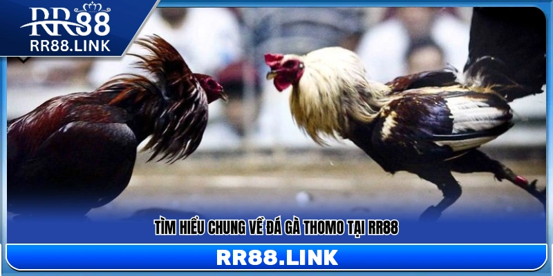 Trực Tiếp Đá Gà Thomo RR88 – Theo Dõi Sàn Đấu Mỗi Ngày 10 Khái quát về hình thức trực tiếp đá gà Thomo RR88