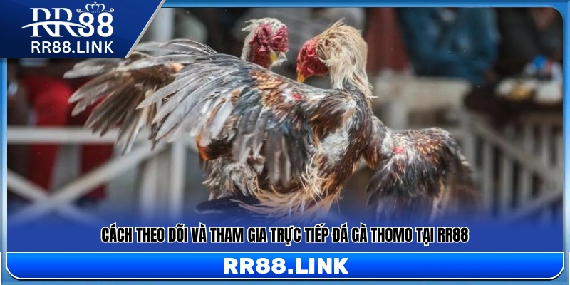 Trực Tiếp Đá Gà Thomo RR88 – Theo Dõi Sàn Đấu Mỗi Ngày 11 Hướng dẫn xem và tham gia cược đá gà Thomo trực tiếp